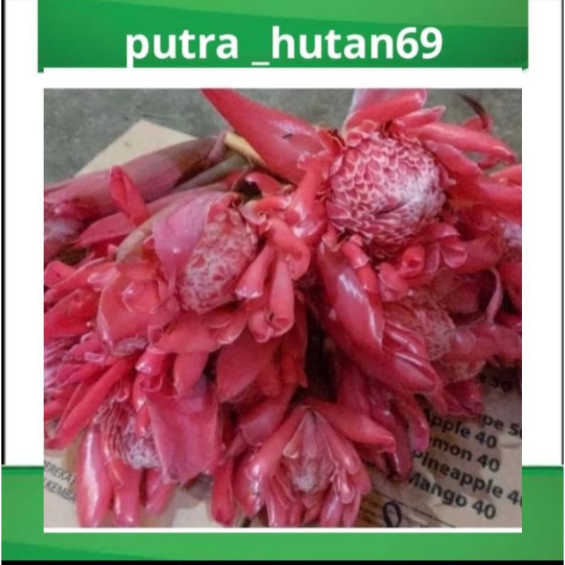 

BUNGA KECOMBRANG MEKAR TERMURAH 10 PCS