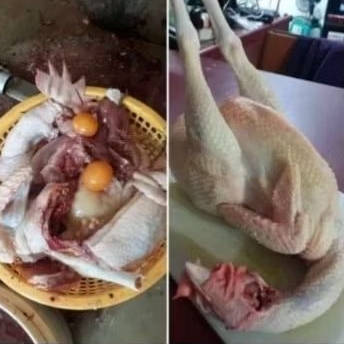 

ayam petelur