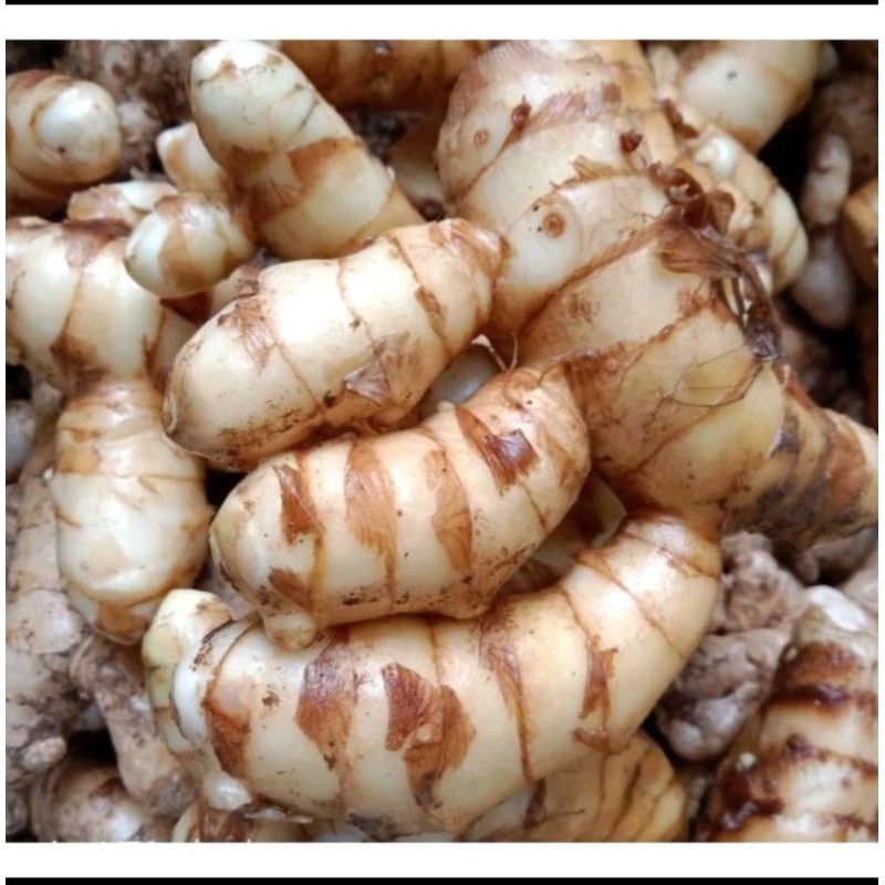 

kunyit putih curcuma. zedora. temu putih 1 kg , temu putih segar/fres