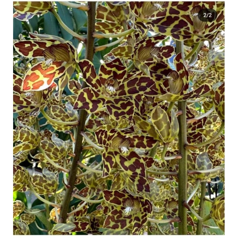 Grammatophyllum scriptum Dewasa