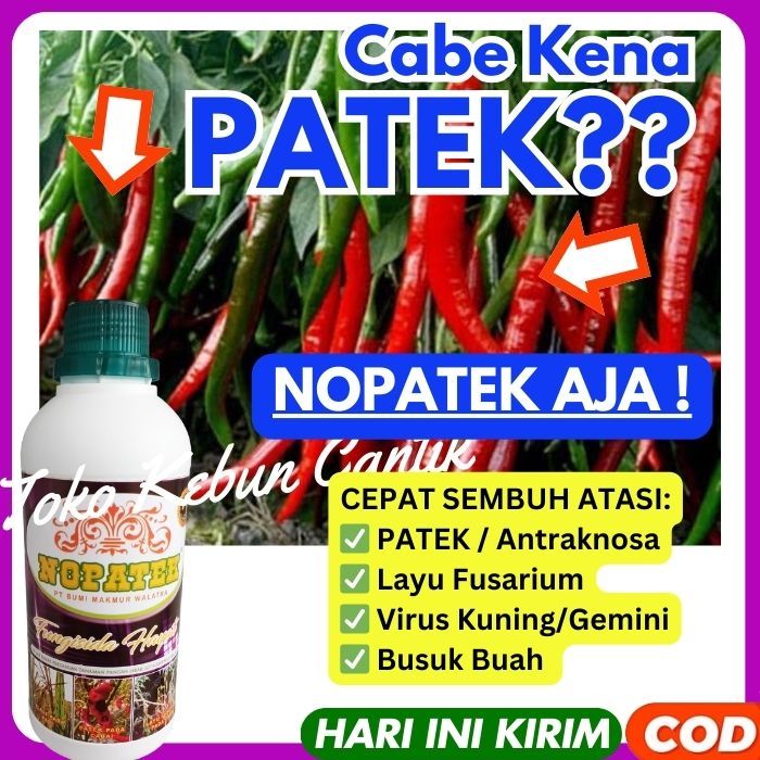 FUNGISIDA NOPATEK ATASI KRITING DAUN PADA CABAI, Bawang Daun, Kacang Panjang, Pepaya Dan Tanaman Lai
