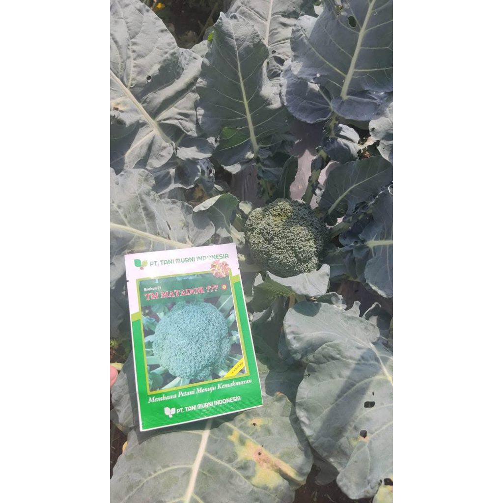 Benih Brokoli Unggul TM Matador 777