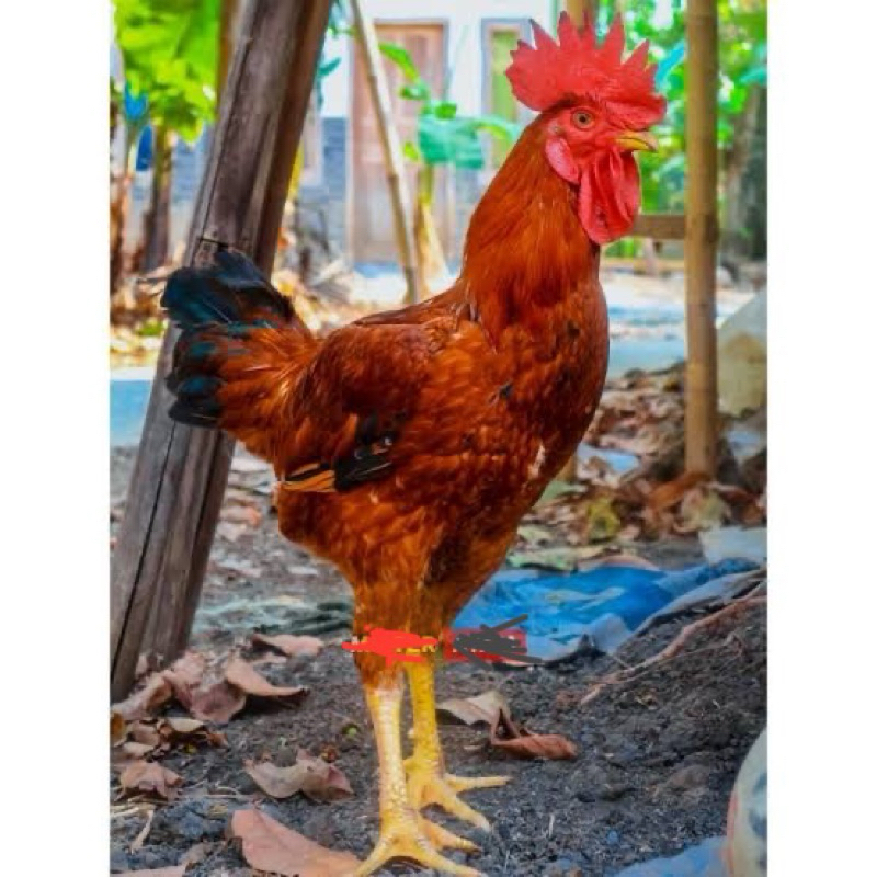 

TELUR FERTIL AYAM MARDI MALAY UNTUK DITETASKAN