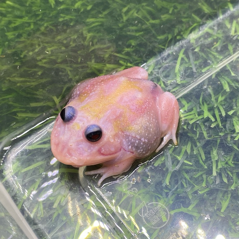 

mutant chicken sesuai pict