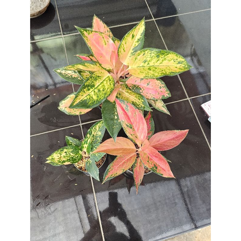 Tanaman Hias Aglaonema dengan Bambu