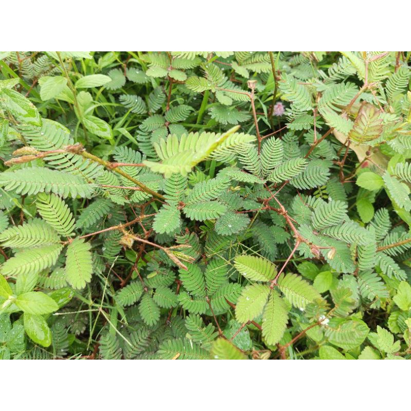 

Daun putri malu 100gram masih pres