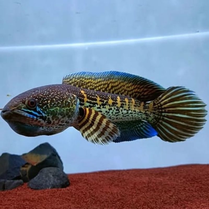 channa auranti 8-12cm (galak poll)