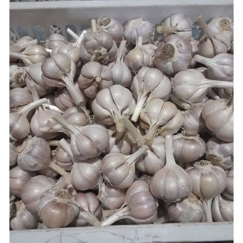 

bawang murah / bawang putih kating bersih 1kg