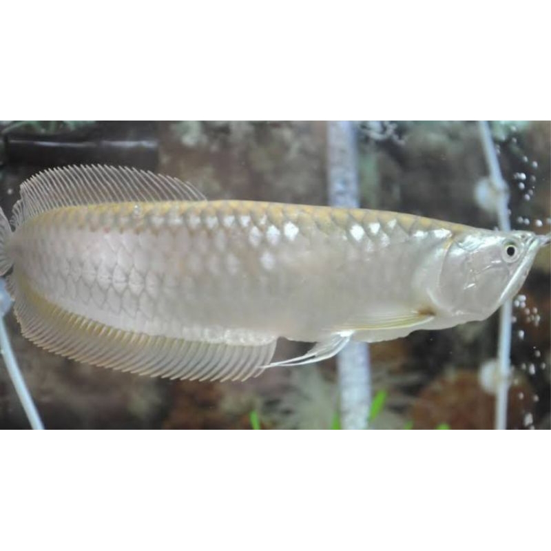 Arwana Silver Red Brazil 10-11 CM