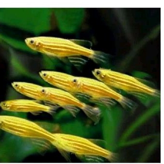 

HIASAN AQUARIUM _ DANIO ZEBRA GLOWFISH KUNING UKURAN 4CM