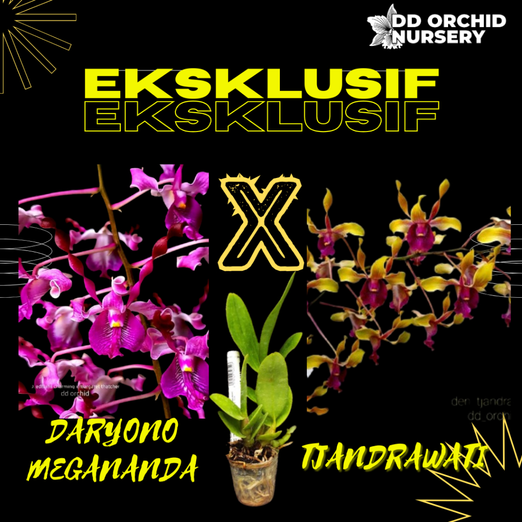 DD Orchid Seedling Anggrek Dendrobium Daryono Megananda X Den. Tjandrawati
