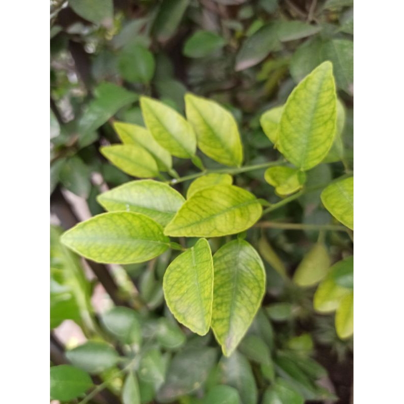 

Daun Jeruk Nipis