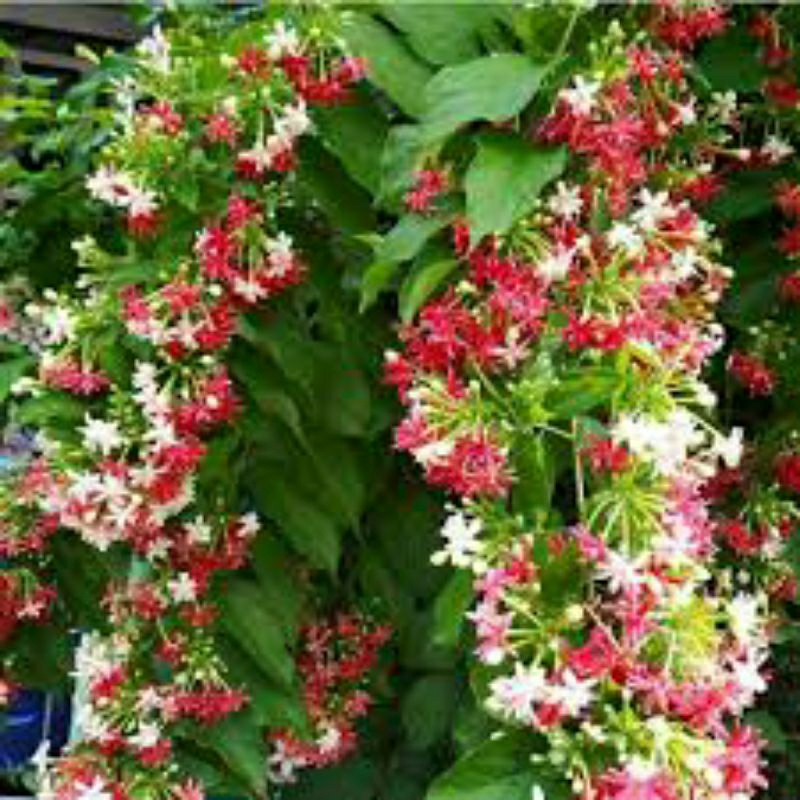 Tanaman Rambat Melati Belanda bunga tumpuk