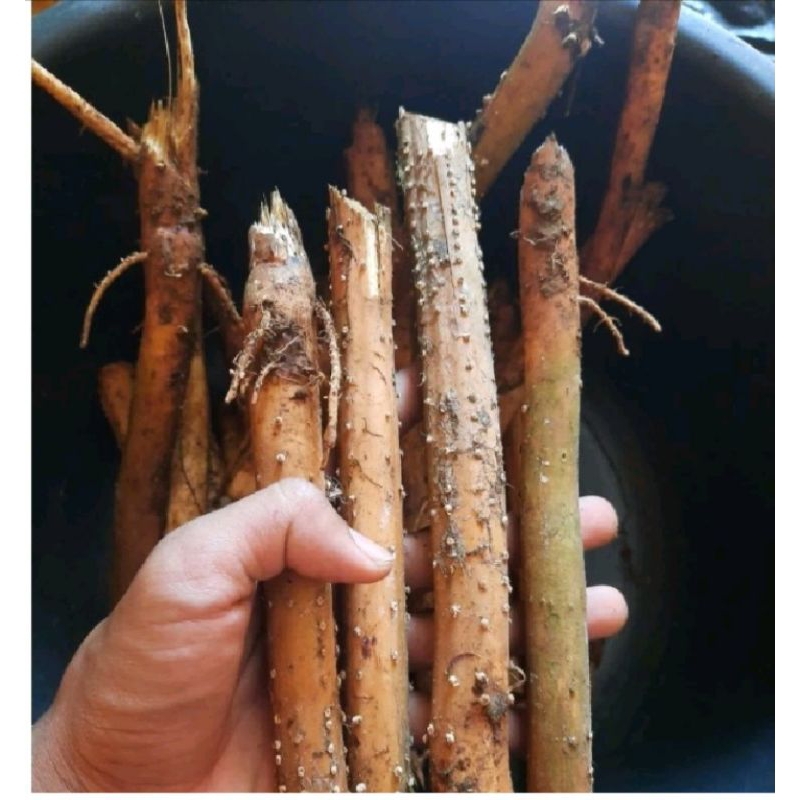 

akar pinang muda 500 gram