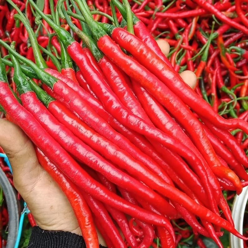 

Cabe keriting besar merah hijau segar 1kg