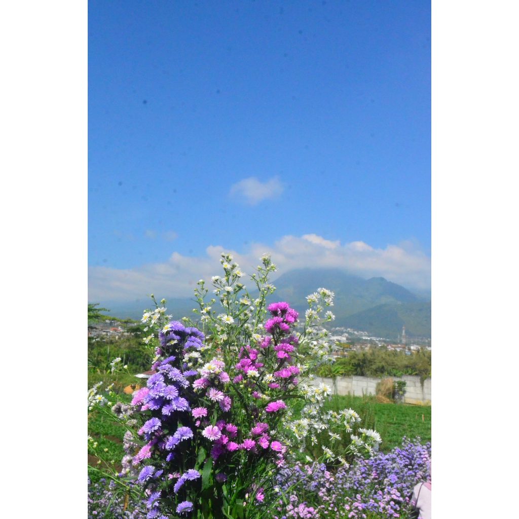Bibit Bunga Pikok - Bibit Aster Peacock Belum Berbunga