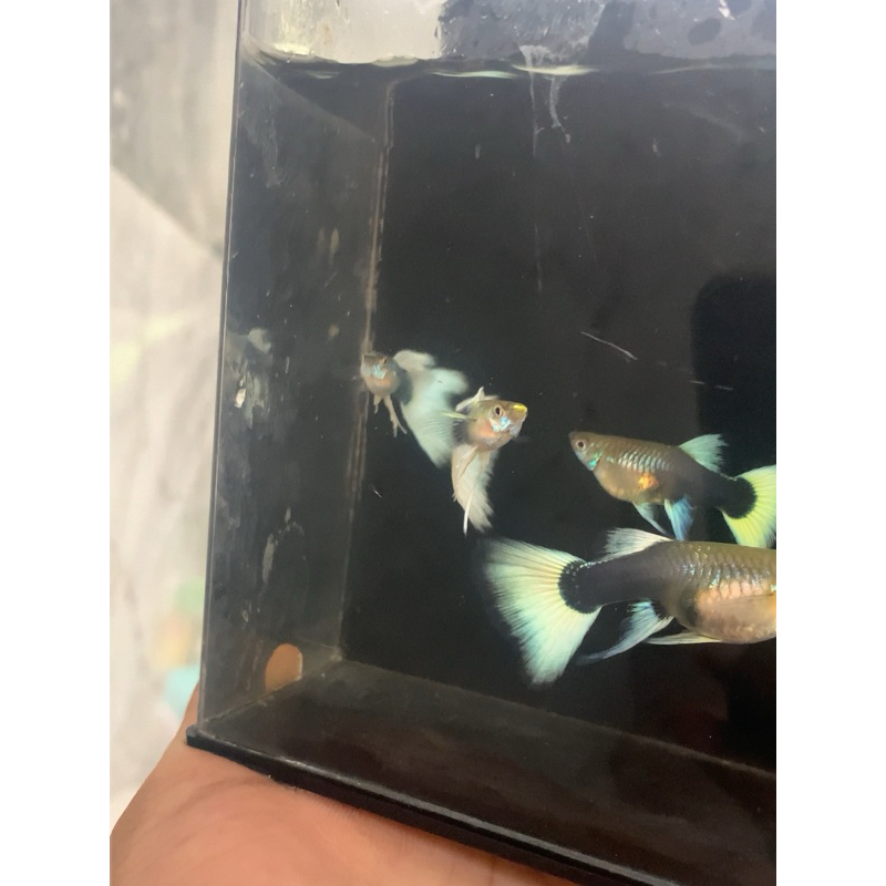 mainan guppy hb white