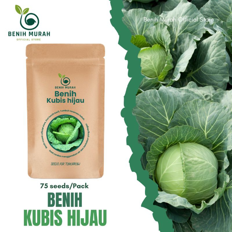 

Benih Kubis Hijau Bibit Sayur Daun Biji Kubis Hijau