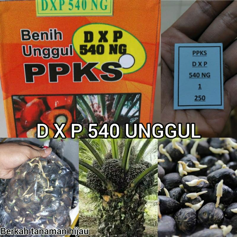 benih bibit kecambah sawit dxp ppks 540 berkualitas