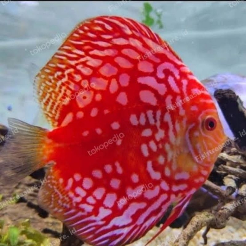 

Soliter Aquarium Discus Red Raflesia