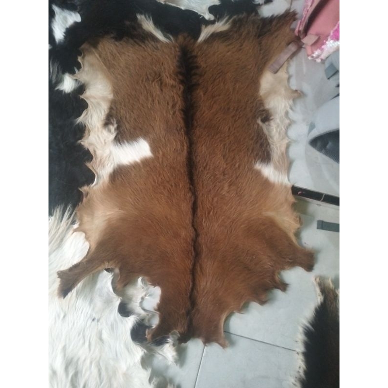 kulit bulu kambing
