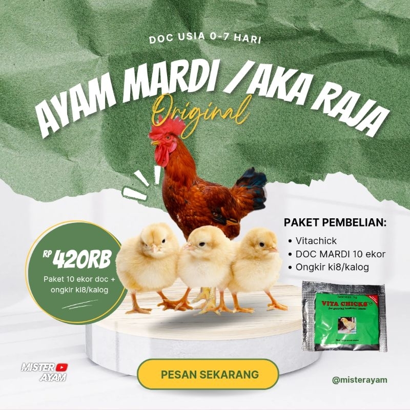 

AYAM MARDI ISI 10