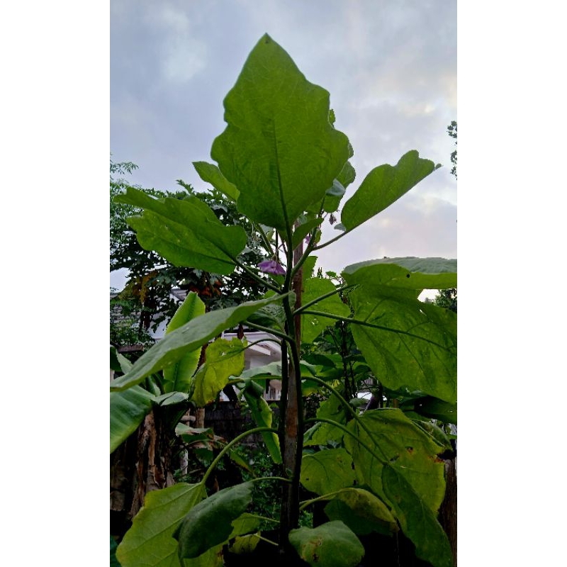 

cabe dan terong dalam polibag