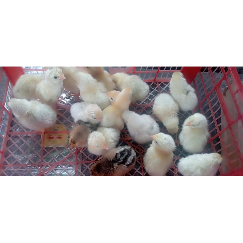 Doc Ayam Kampung petelur ELBA