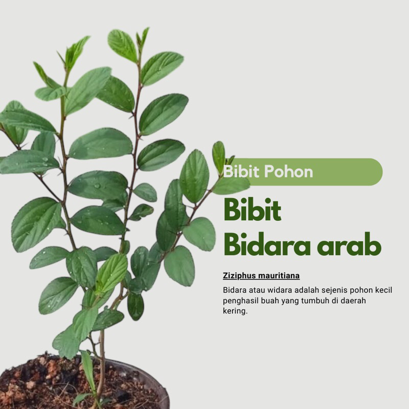 Bibit Tanaman Pohon Bidara Arab Asli Daun Bidara Arab