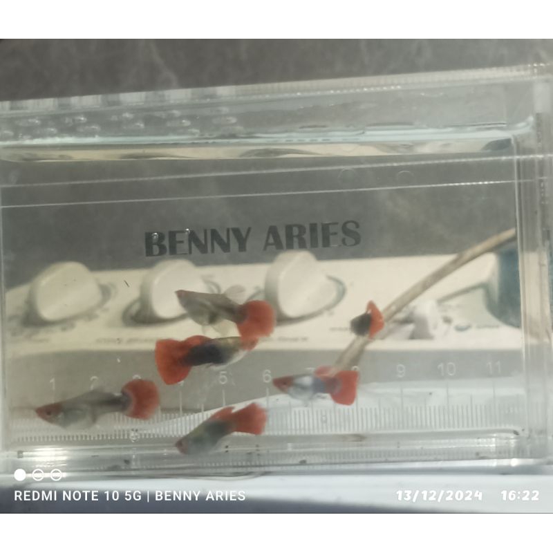 AKSESORIS GUPPY PRT KOI SB(SHORT BODY)