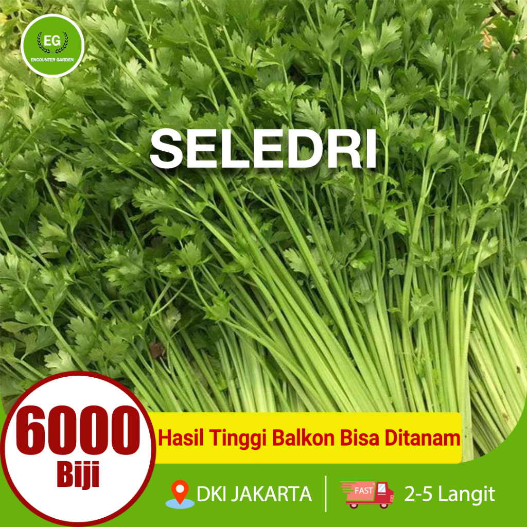 BENIH SELEDRI BERKUALITAS TINGGI 6000 SEED
