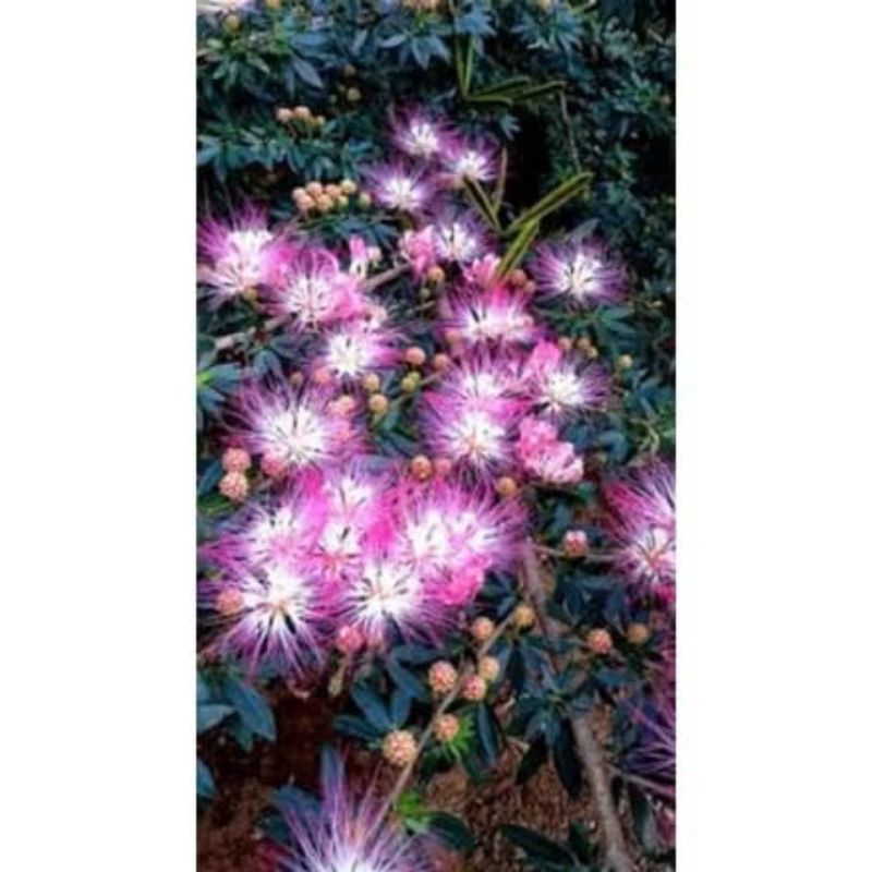 Kaliandra bunga ungu ke pink Kaliandra suriname silimaraja surinamesis tanaman hias vegetasi lebah