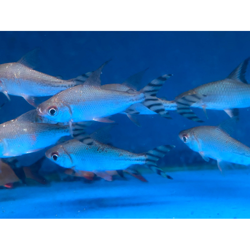 Ikan YFF / Yellow Feifeng ukuran 9-10 cm.