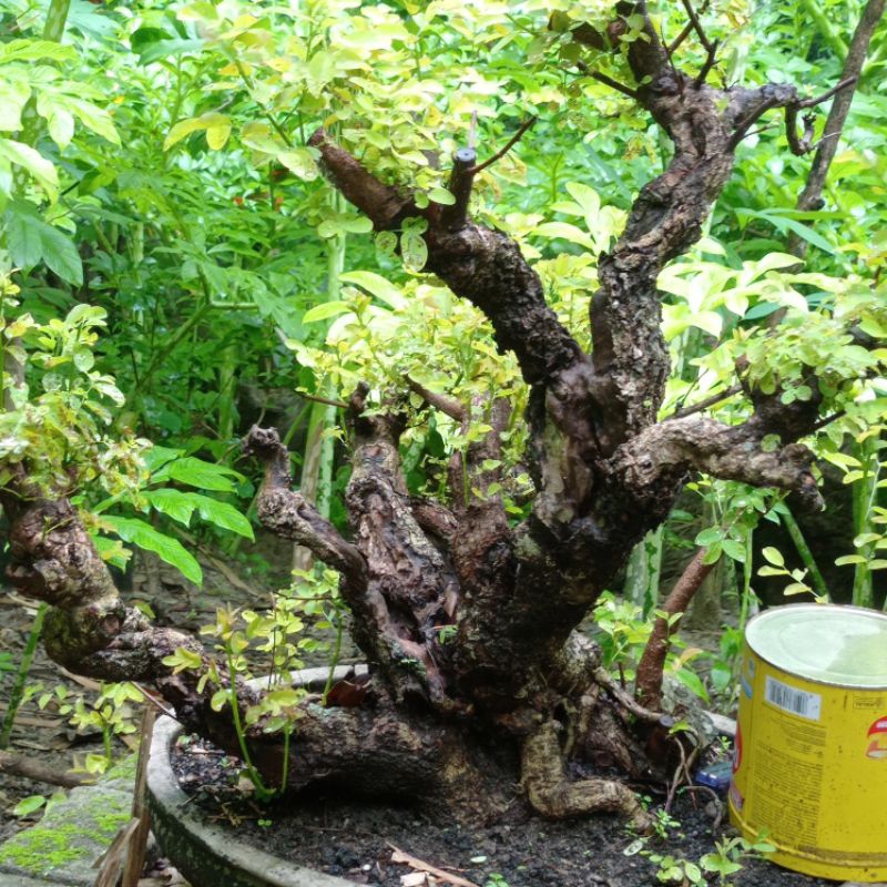 bahan bonsai ileng ileng realpic