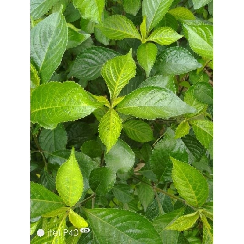 

daun keji beling / pecah beling segar berkualitas premium