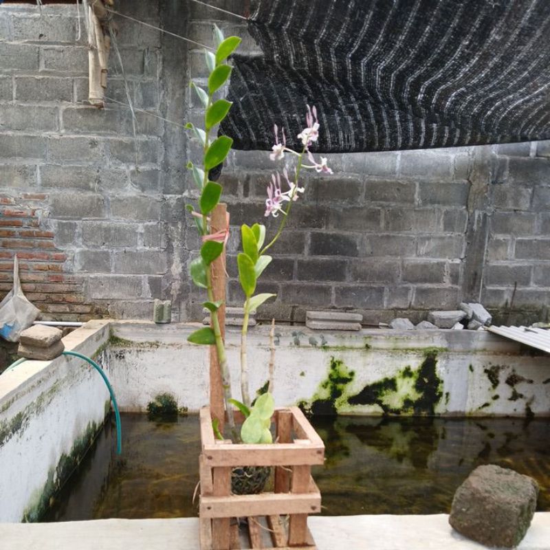 bunga anggrek dendro kriting