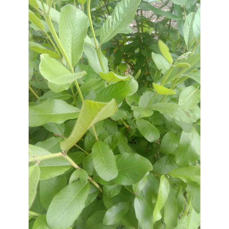Daun jambu biji/jambu klutuk fresh 50lembar