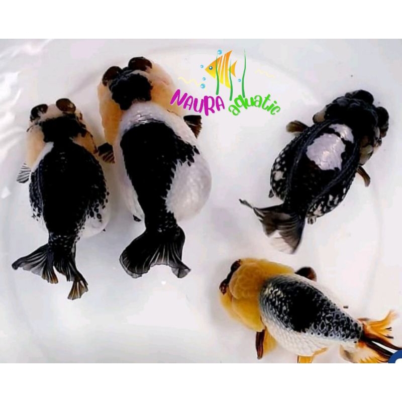 Boneka air cow sapi ranchu rancu gen import perlengkapan aquarium