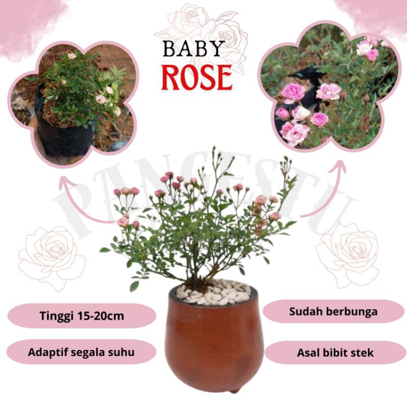 Tanaman Baby Rose