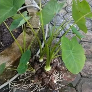 BIBIT TALAS JEPANG SATOIMO SUDAH ADA AKARNYA