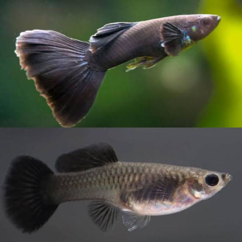 

kardus isi Guppy black Moscow sepasang