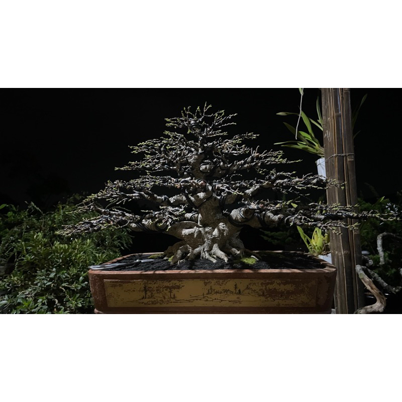 Bonsai Ficus kimeng siap tempur
