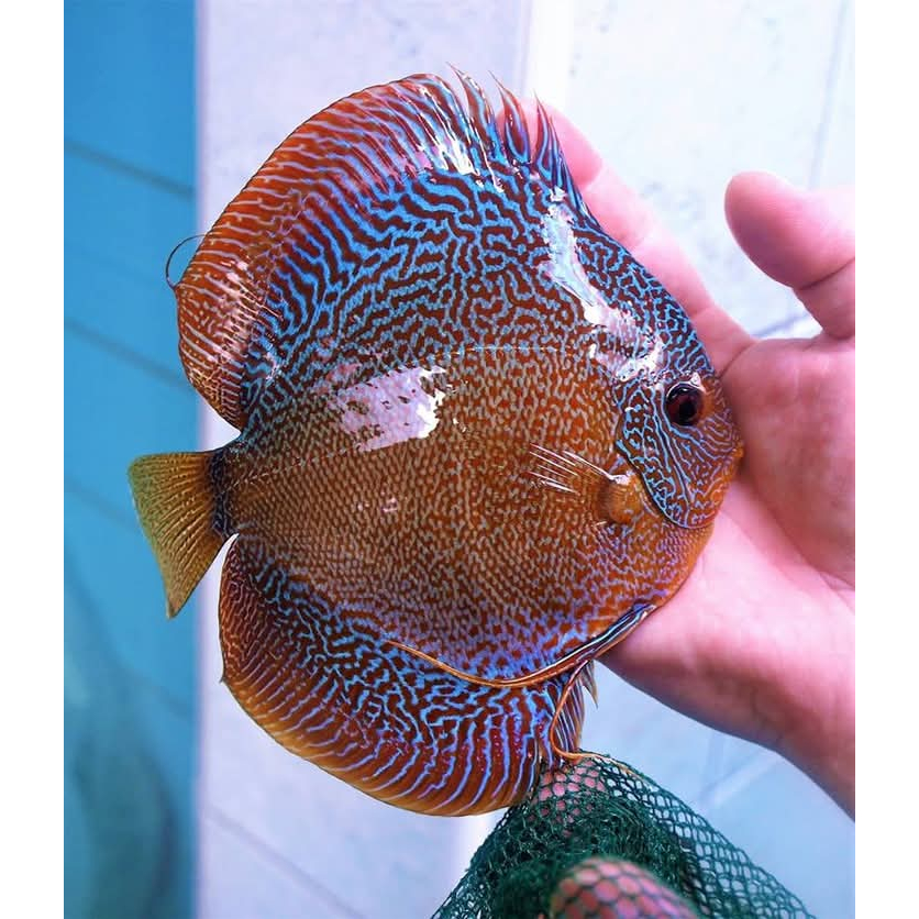 hiasan aquarium ikan discus super LSs