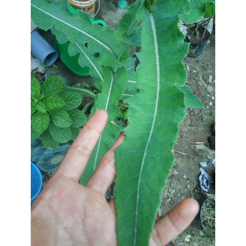 

TEMPUYUNG OBAT BATU GINJAL