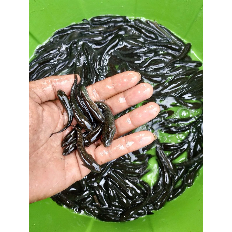bibit ikan gabus sawah 6-7-8 cm ikan gabus pakan ikan arwana menikan warna dan body ikan bibit ikan 