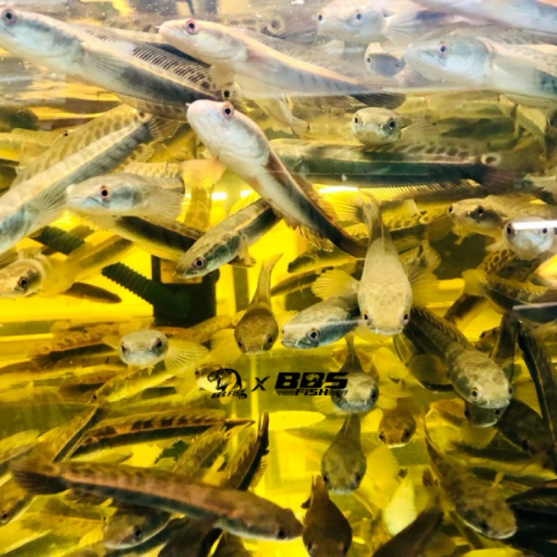 Yellow sentarum Channa ys batik 11-12CM / freestiker