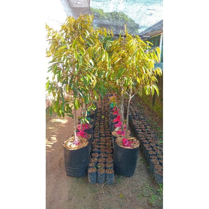 

bibit durian musangkin besar hasil dari okulasi dan perakaran yg sudah di karantina