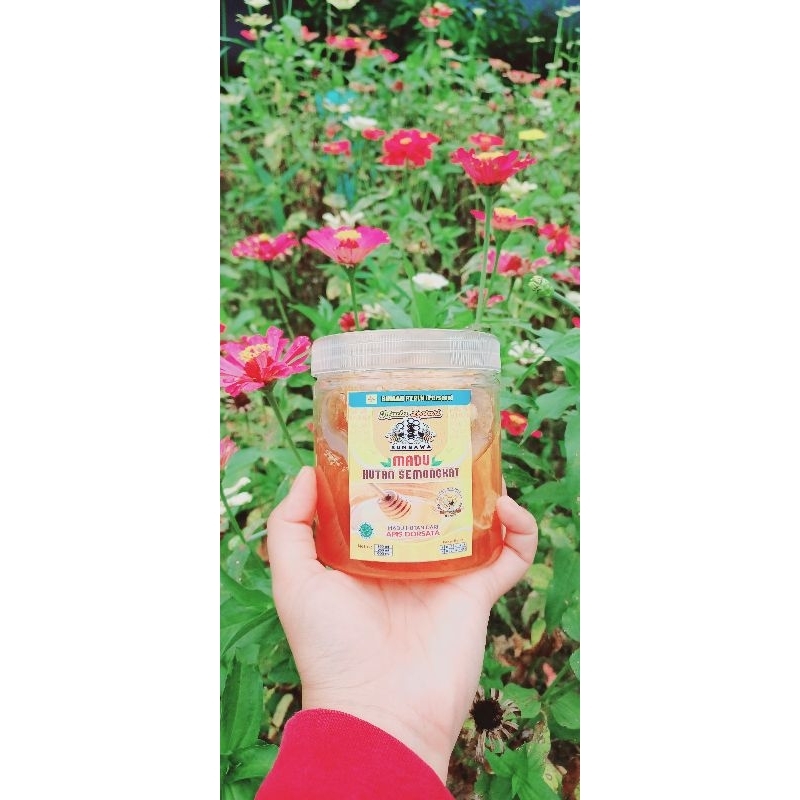 

MADU ASLI MADU MURNI Madu Sumbawa Sarang Madu Sumbawa Asli Madu Sarang Murni 250gr & 500gr Madu Hutan Sumbawa HASIL PANEN PETANI MADU LOKAL DIAMBIL DARI HUTAN SUMBAWA