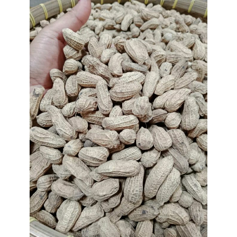 

KACANG KULIT SANGRAI BENDO 3 KILOGRAM