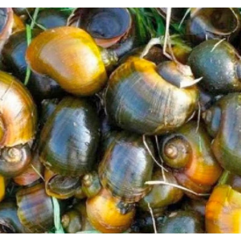 

kerang/keong sawah segar